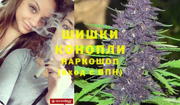 сатива Беломорск